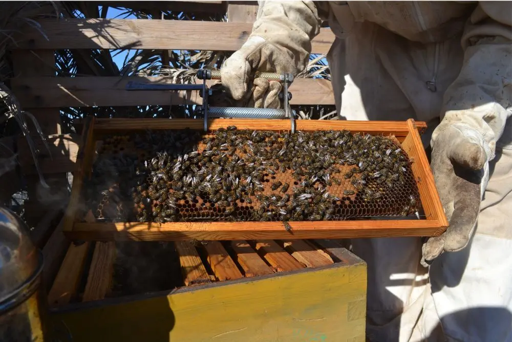 Colmena con abejas