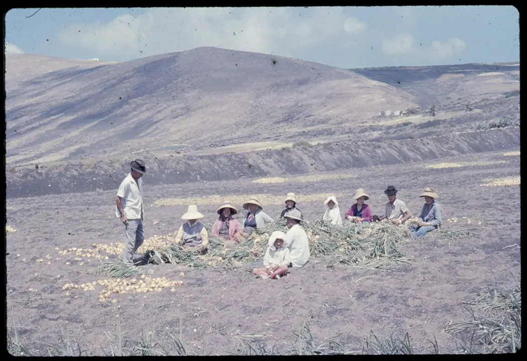 Grupo campesinos cortando cebollas en Mácher Alto. Diapositiva anónima