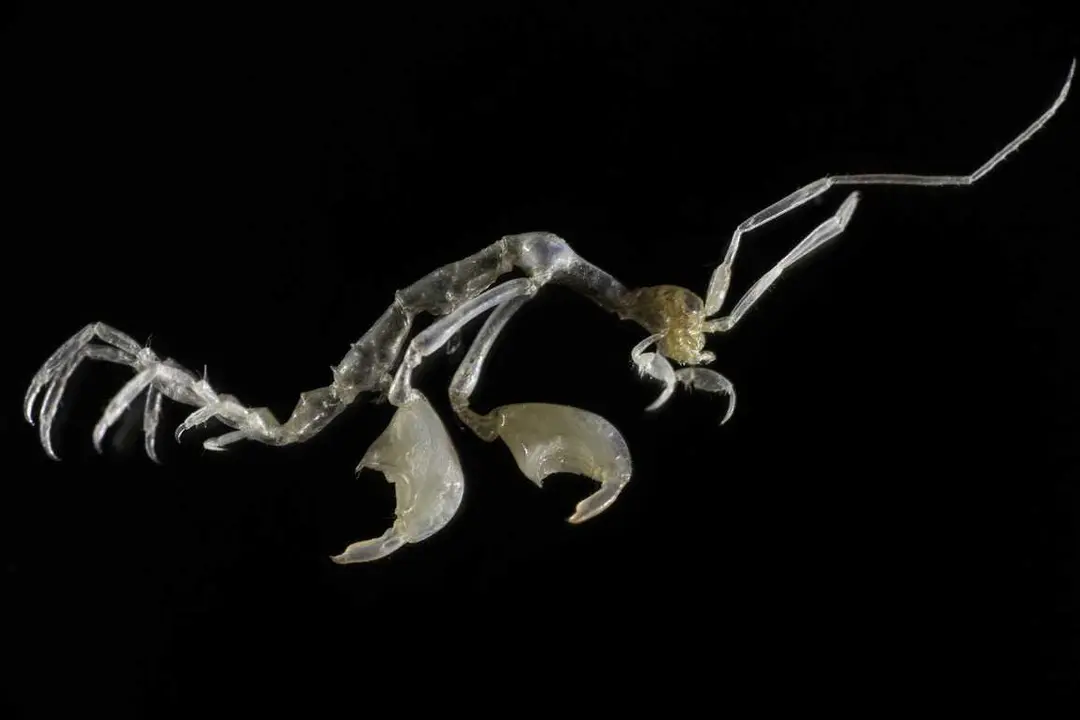 Una especie de anfípodo, principal habitante que domina los bosques de coral mesofóticos del archipiélago canario. Autor: Wilfried Thomas