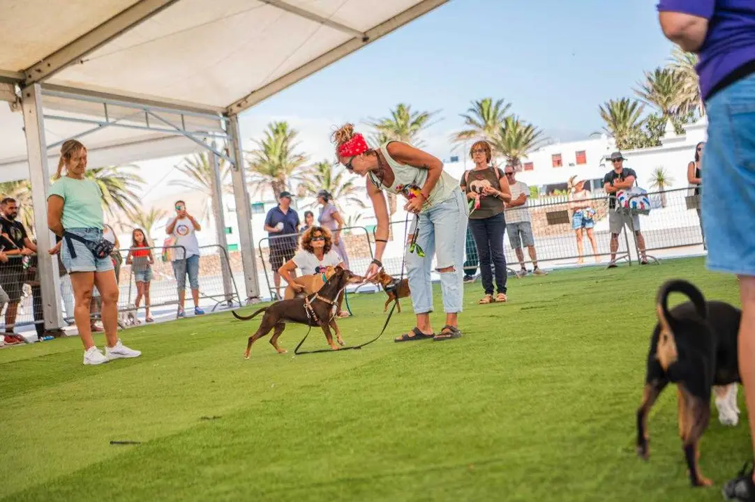 La II Feria Insular de Bienestar Animal – Teguican
