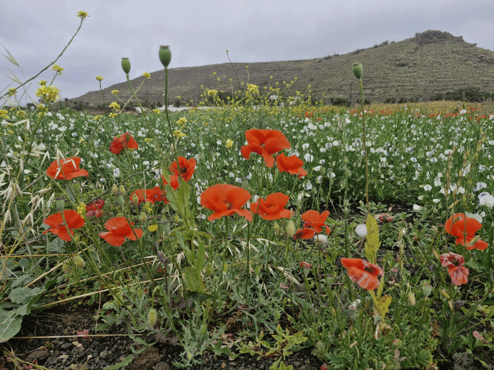 Paisaje de Lanzarote