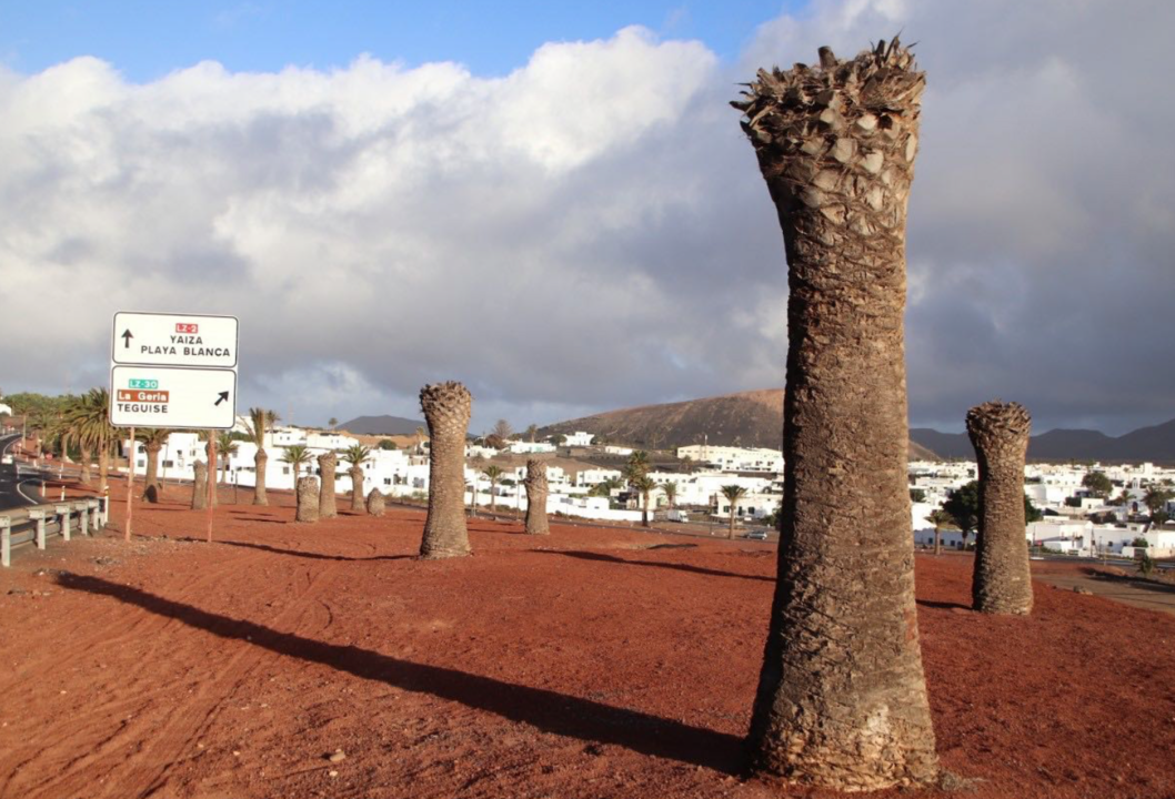 cementerio de palmeras