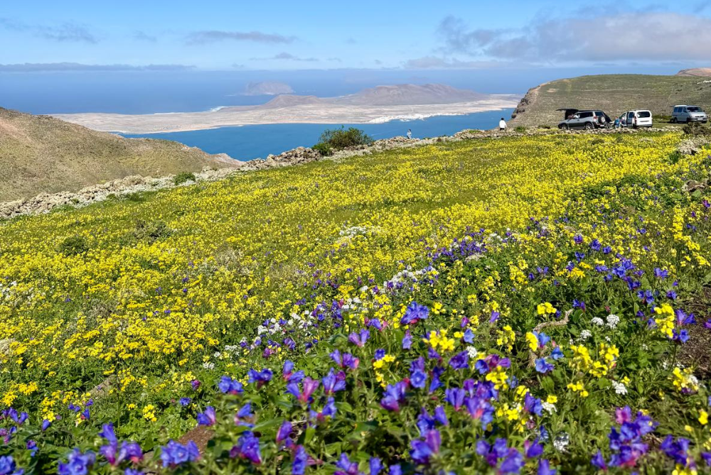 El verde y las flores se han apoderado de Lanzarote