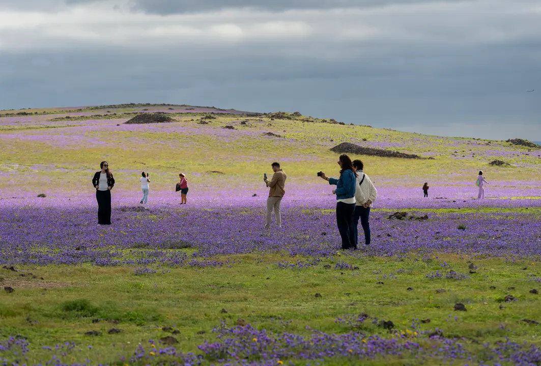 La isla de Lanzarote ha cambiado su aspecto habitual por las lluvias ca&iacute;das este a&ntilde;o y el verde y otros colores han cubierto los terrenos y laderas. En la imagen un paisaje en Yaiza, zona sur de la isla. EFE/Adriel Perdomo