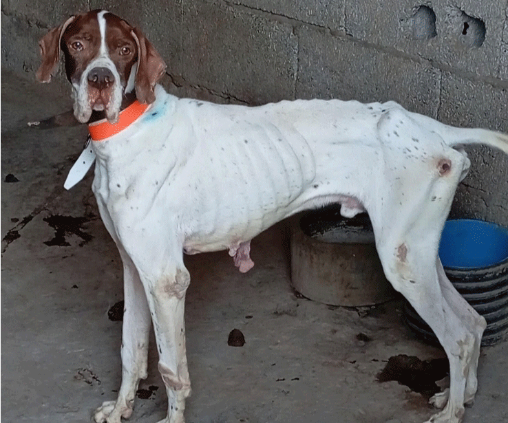 Uno de los perros maltratados