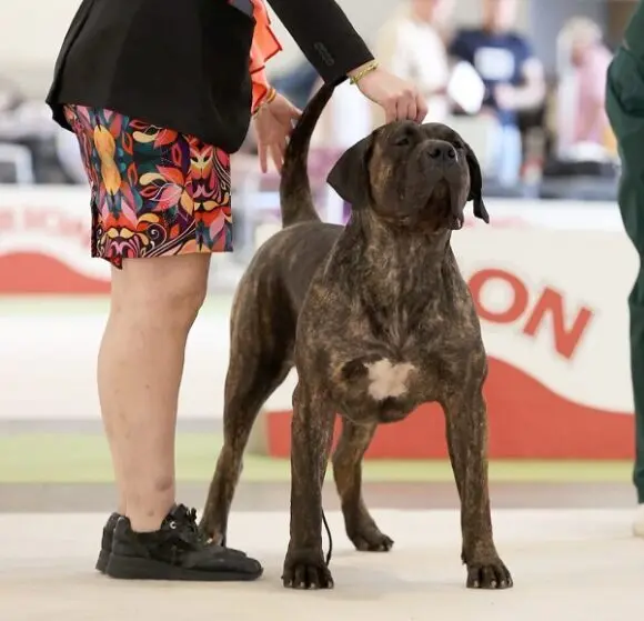 Presa canario campeona Covadonga