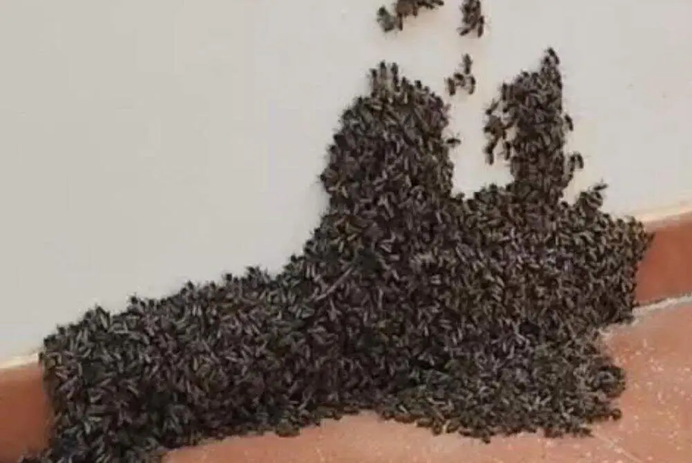 Un enjambre de abejas