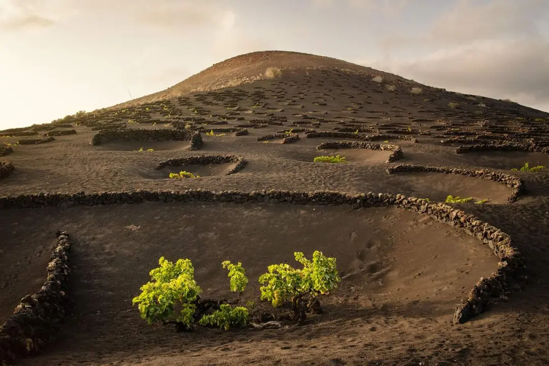 La DOP Vinos de Lanzarote suma un Baco de Oro y tre