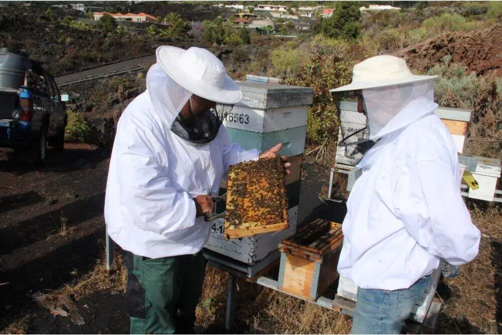 Abeja negra canaria