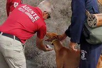 Agentes Medioambiente Cabildo