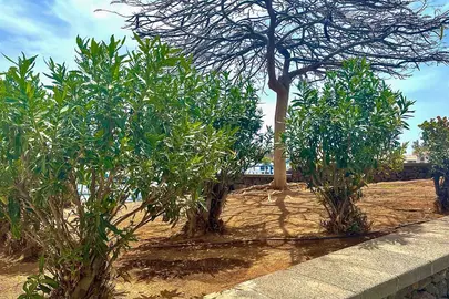 Nuevo arbolado en Arrecife