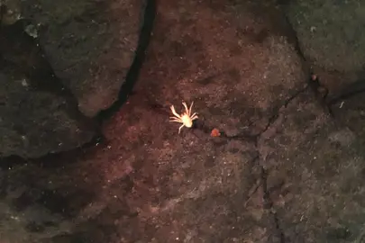 Cangrejo ciego en el lago de Los Jameos del Agua