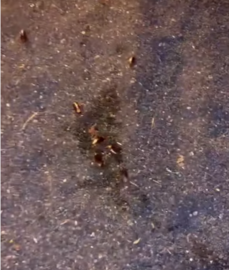 Cucarachas en Titerroy