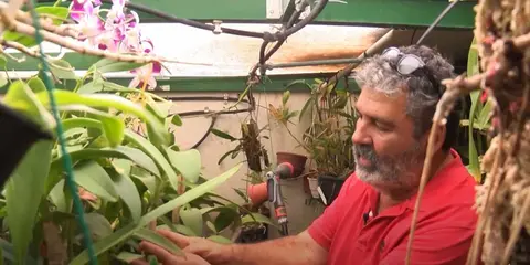 Más de 1.000 orquídeas en casa de Mauricio Cerpa