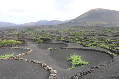 Cultivo de vides en La Geria