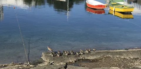 Aves marinas en Arrecife