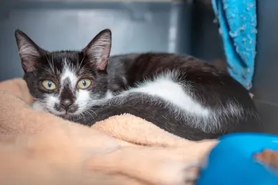 Juanito, macho de 3 meses en adopción. Foto Protectora SARA.