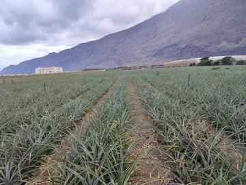 Plantación de piña tropical de Frutas de El Hierro S.A.T.