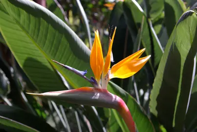 Strelitzia o ave del paraíso.