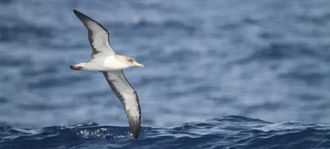 Pardela cenicienta en vuelo. Foto Biocan, M. Gil-Velasco.