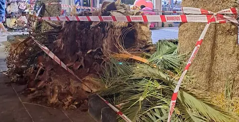Imagen de la hoja de palmera caida. (1)