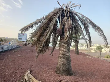 Palmera en Lanzarote.