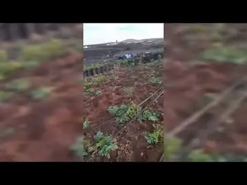 Robo de cultivos en campos de Lanzarote.
