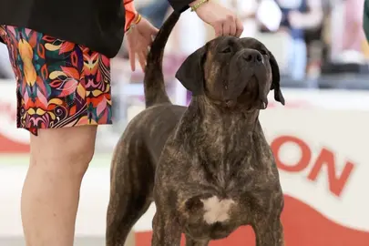 Presa canario Covadonga