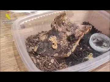 Animales potencialmente peligrosos.