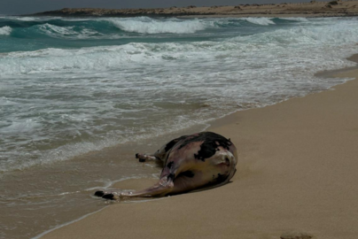 Vaca muerta en playa Lambra, en La Graciosa.