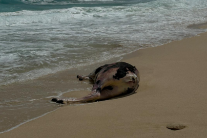 Vaca muerta en playa Lambra, en La Graciosa.
