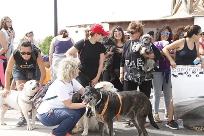 Caminata de animales.