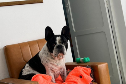 'Truhán', perro perdido en Órzola.