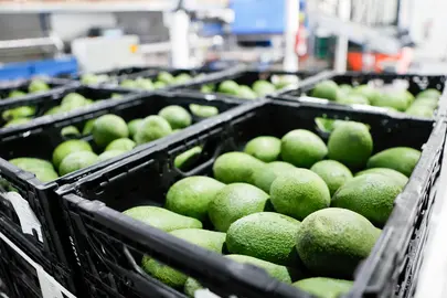 Aguacates Hiperdino.