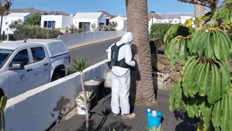 Un operario realiza un tratamiento a una palmera