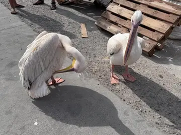 WhatsApp Image 2024-12-10 at 18.21.52