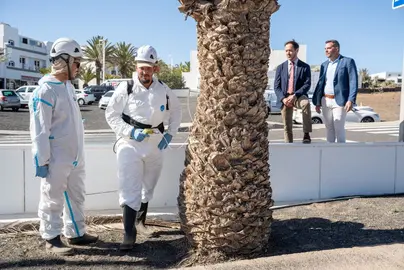 Visita a los trabajos contra la plaga de las palmeras