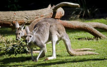 canguro rojo
