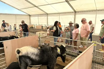 Feria de ganado de Uga