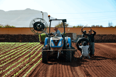 Campo de lechugas del proveedor CS Vidagri.