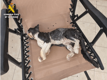 Imagen facilitada por la Guardia Civil