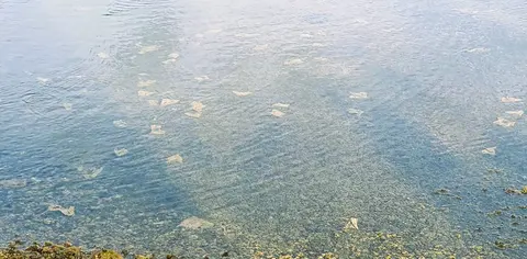 Toallitas vertidas desde la red de saneamiento que llegan hasta el fondo del Charco de San Ginés