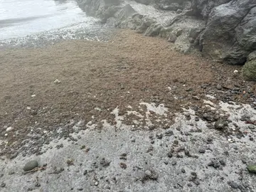 Proliferaciones de microalgas en Punta Mujeres  (1)