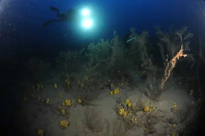 Bosques mesofóticos de corales negros formados por coral negro (<i>Antipathella wollastoni)&nbsp;</i>a 60 metros de profundidad en Lanzarote, donde se tomaron las muestras de la fauna asociada. Autor: Fernando Espino