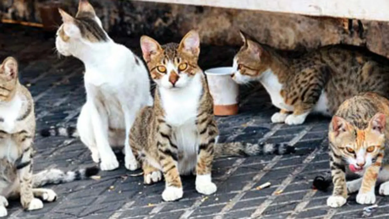 Colonia de gatos callejeros. Imagen de archivo.