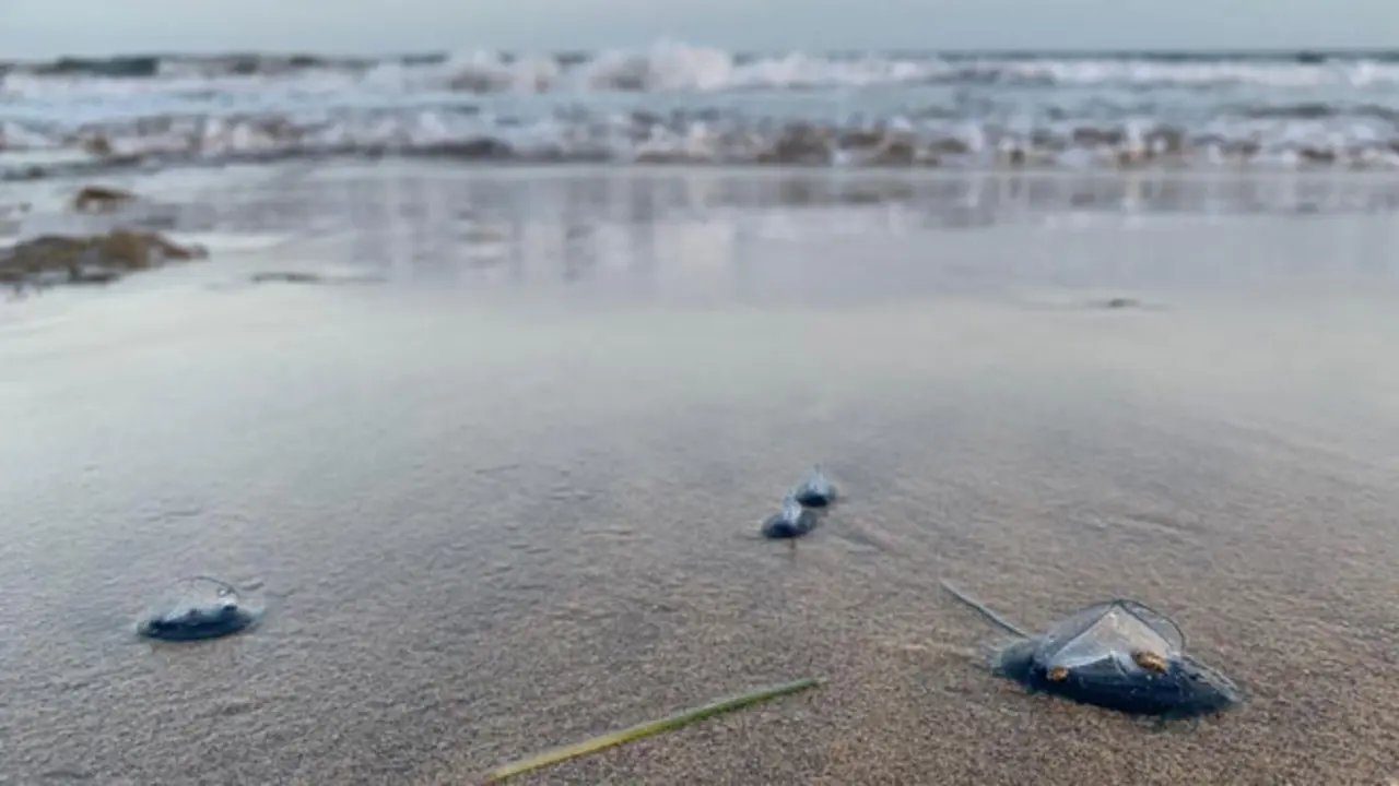 Medusas. Imagen de archivo.