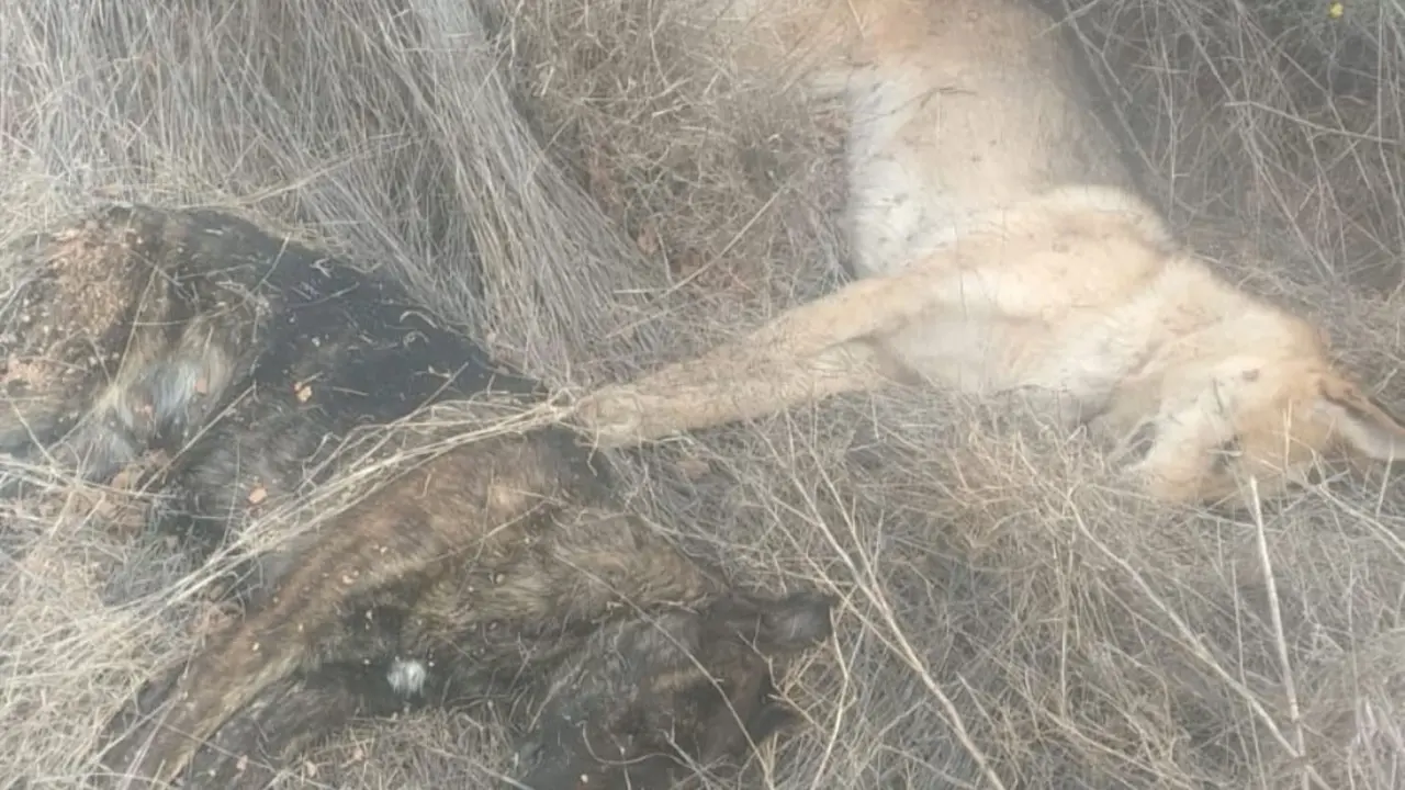 Cad&aacute;veres de los perros