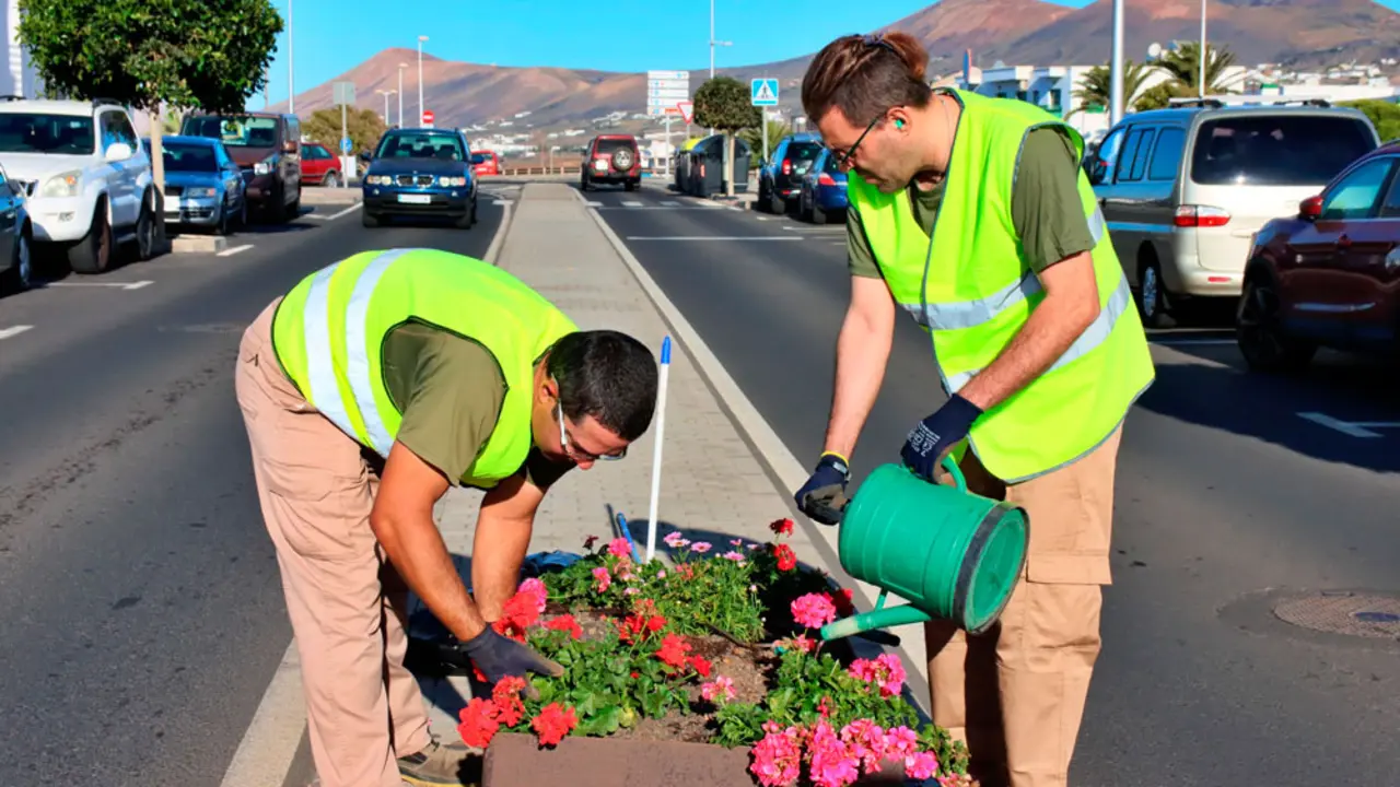 Grevislan planta flores en el centro de Tías