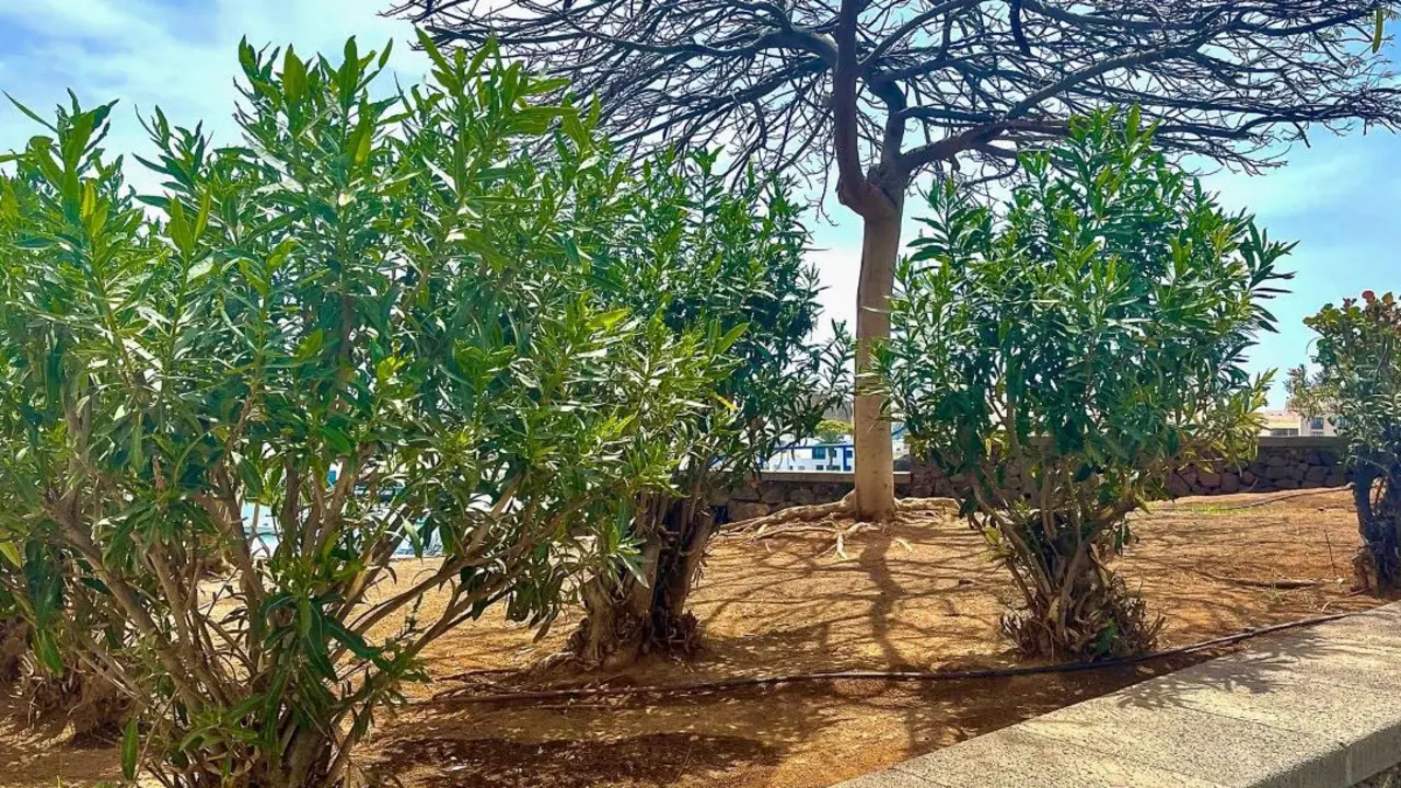 Nuevo arbolado en Arrecife