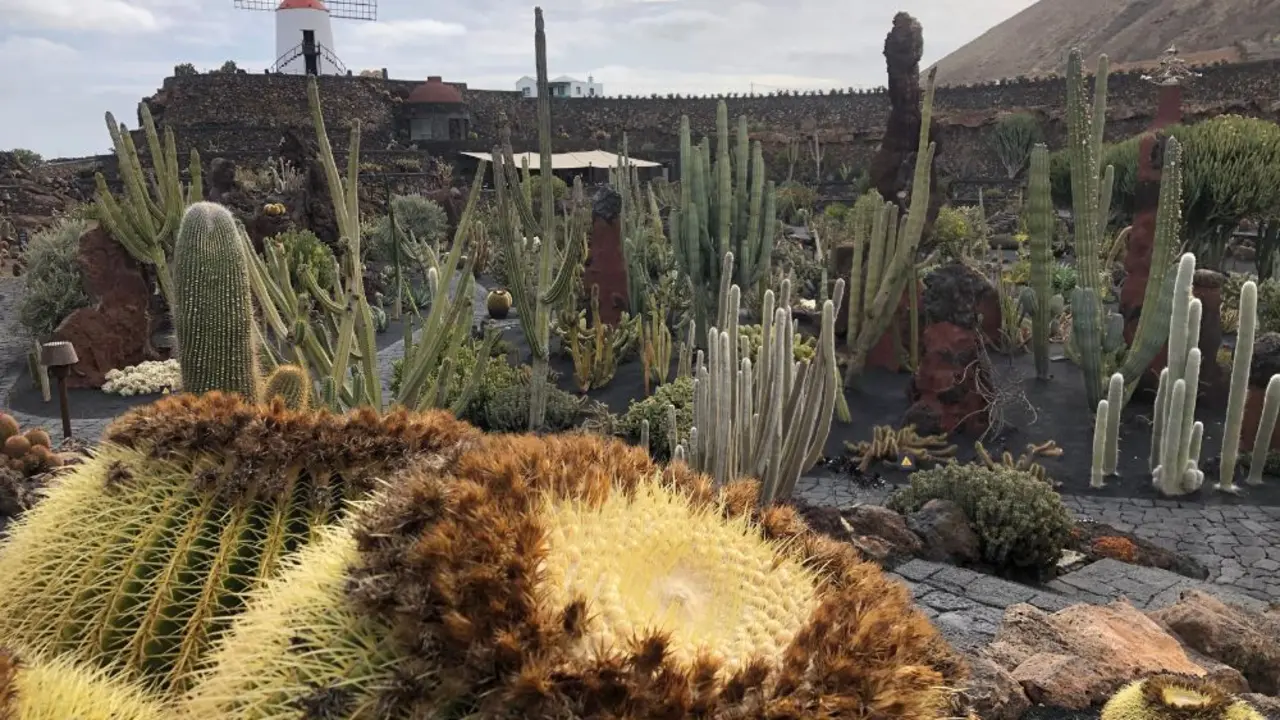 Jardín de Cactus